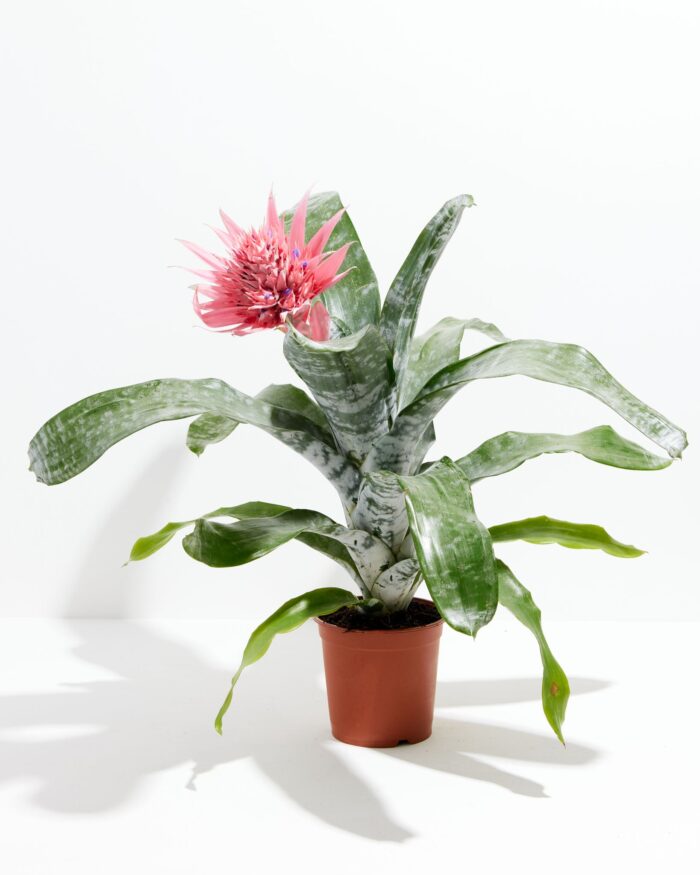 Pink Aechmea Bromeliad (Aechmea Fasciata)