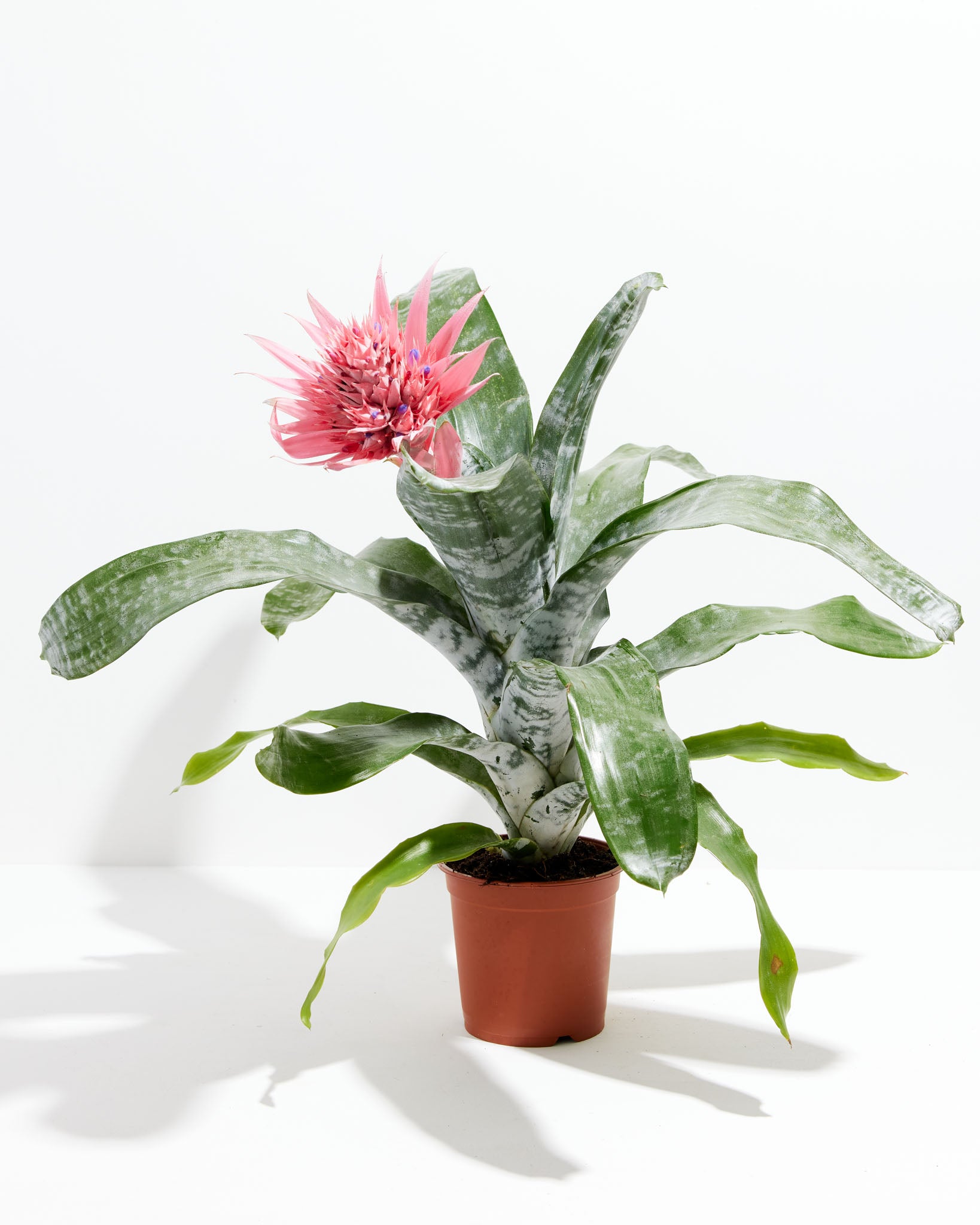pl_VrieseaBromeliad_IN_pl_grower