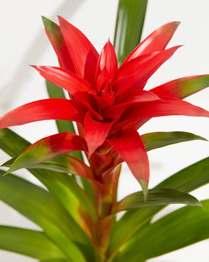 Bromeliad Guzmania - Image 2