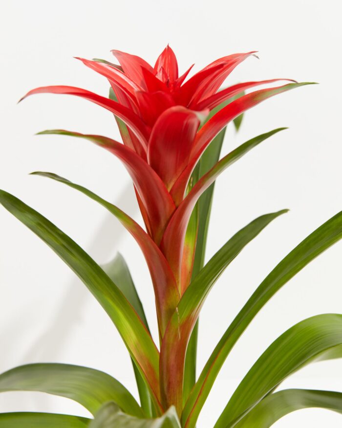 Bromeliad Guzmania - Image 3