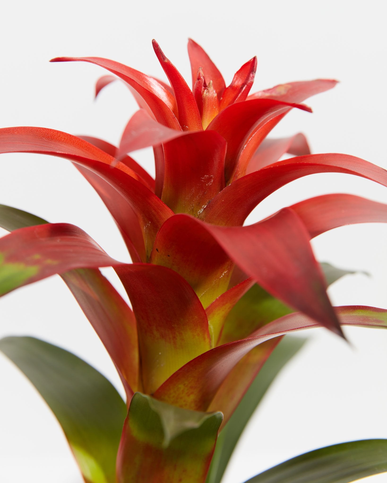 pl_bromeliad_6IN_po_grower_detail-3_1