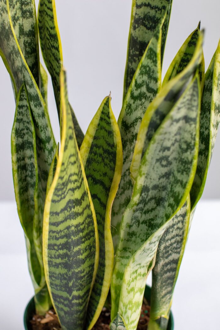 Variegated Sansevieria Laurentii (Snake Plant) - Image 3